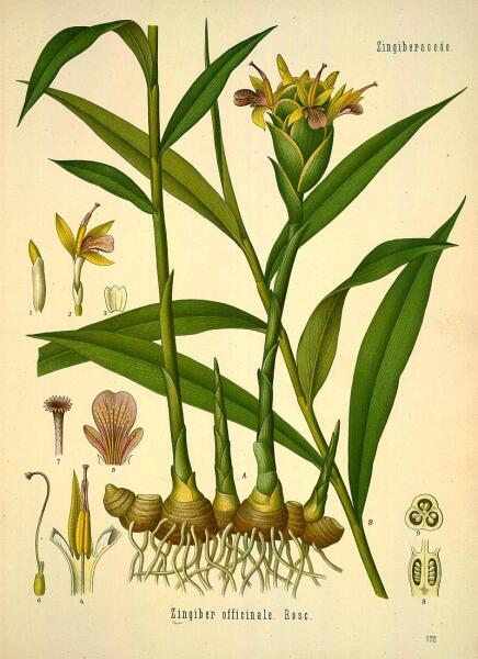 Имбирь. Ботаническая иллюстрация из книги Köhler’s Medizinal-Pflanzen, 1887 г.
