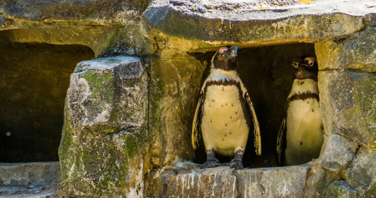 Как живет африканский пингвин?