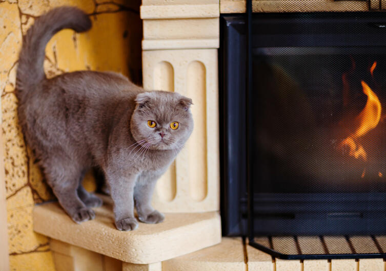 Британская вислоухая кошка: как ухаживать?