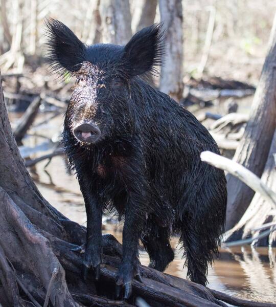 Дикая свинья в мангровом болоте Луизианы
