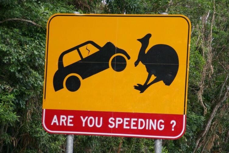 Предупреждение о возможном появлении казуаров на дороге