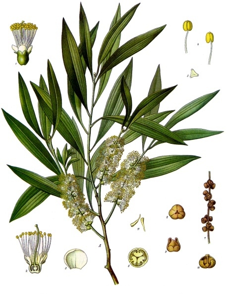 Melaleuca leucadendra, ботаническая иллюстрация
