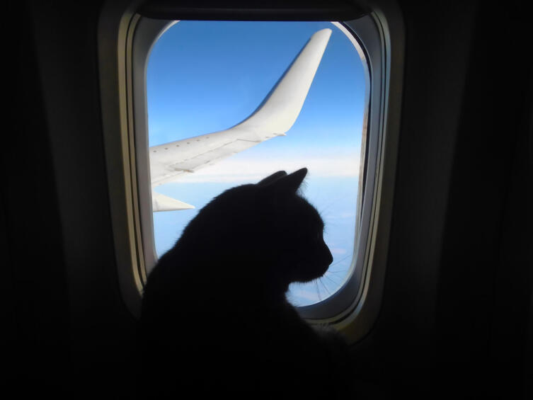 Как путешествовать с кошкой?