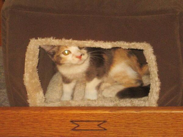 Маленькая кошка быстро нашла теплый и уютный дом