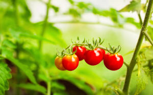Как вырастить хорошую рассаду помидоров в домашних условиях?