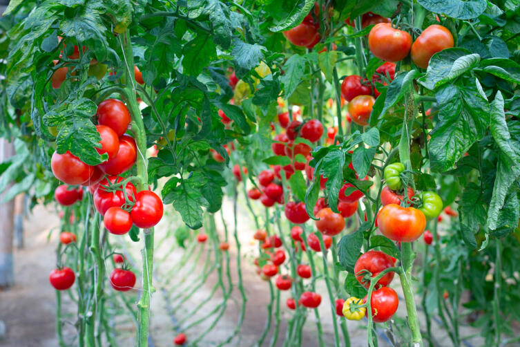 Как успешно выращивать помидоры?