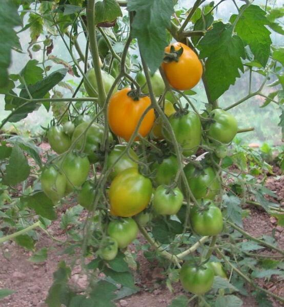 Можно ли вырастить ведро помидоров с одного куста?