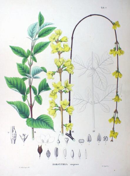 Форзиция пониклая (Forsythia suspensa). Ботаническая иллюстрация из книги Ф. Зибольда и Й. Цуккарини Flora Japonica, Sectio Prima, 1870 г.