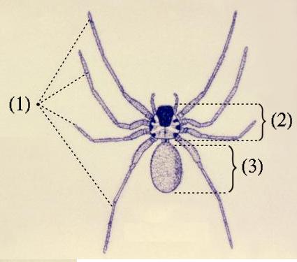 Анатомия паука: (1) четыре пары ног (2) головогрудь (3) опистосома