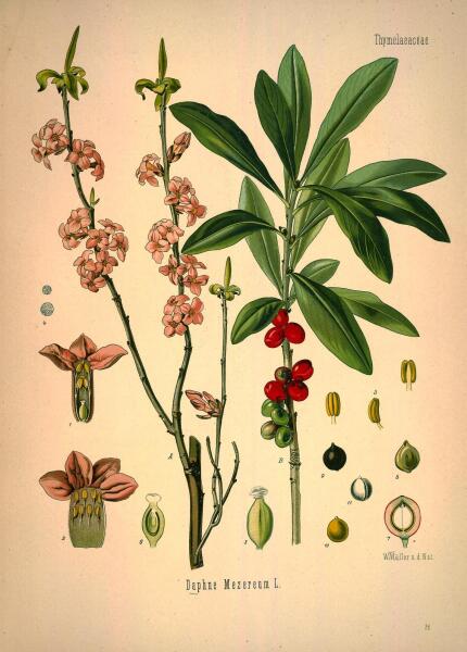 Ботаническая иллюстрация из книги Köhler’s Medizinal-Pflanzen, 1887 г.