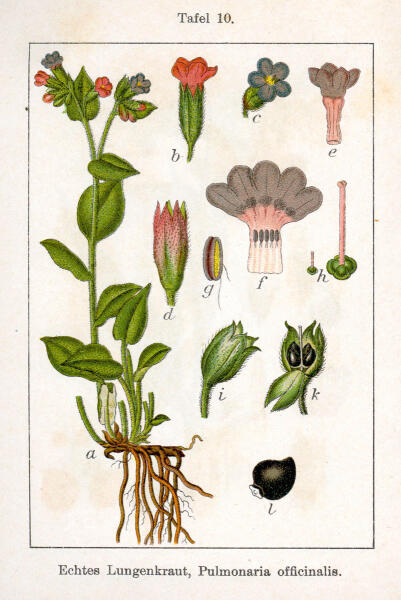 Медуница лекарственная (Pulmonaria officinalis). Ботаническая иллюстрация Якоба Штурма из книги «Deutschlands Flora in Abbildungen», 1796 г.