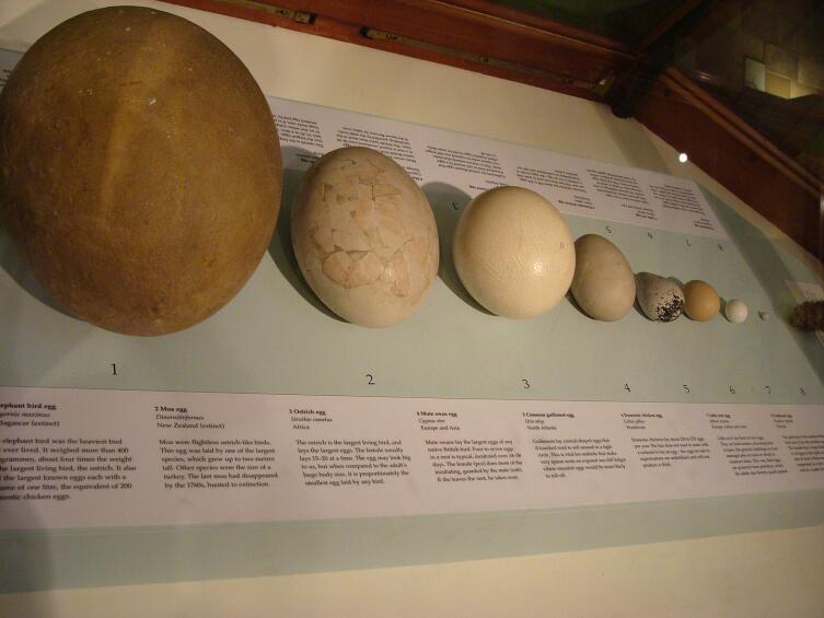 Оологи занимаются коллекционированием яиц