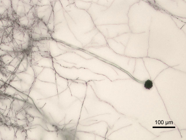Aspergillus niger под микроскопом