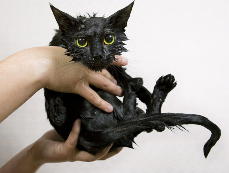 Как правильно и быстро помыть кота или другое домашнее животное?