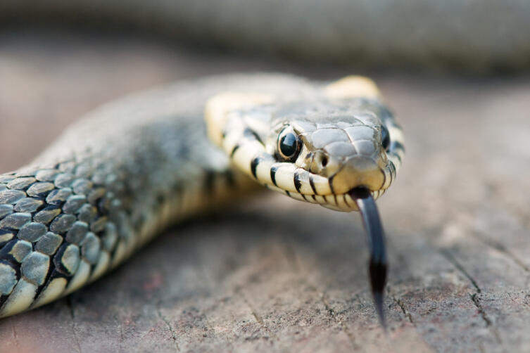 Как избежать укуса змеи во время отдыха на природе?
