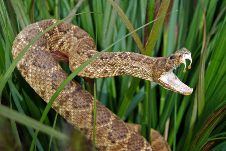 Как избежать укуса змеи во время отдыха на природе?