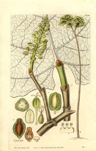 Кокколоба опушенная, ботаническая иллюстрация