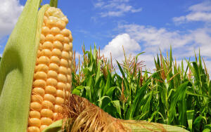 Как варить кукурузу, чтобы она получалась нежной, сочной и вкусной?