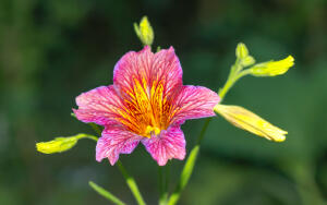 Цветы в саду. Как вырастить сальпиглоссис?