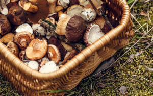 Какие бывают грибы и
чем они полезны?