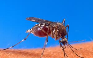 Укусы насекомых: как спасти себя от их последствий?