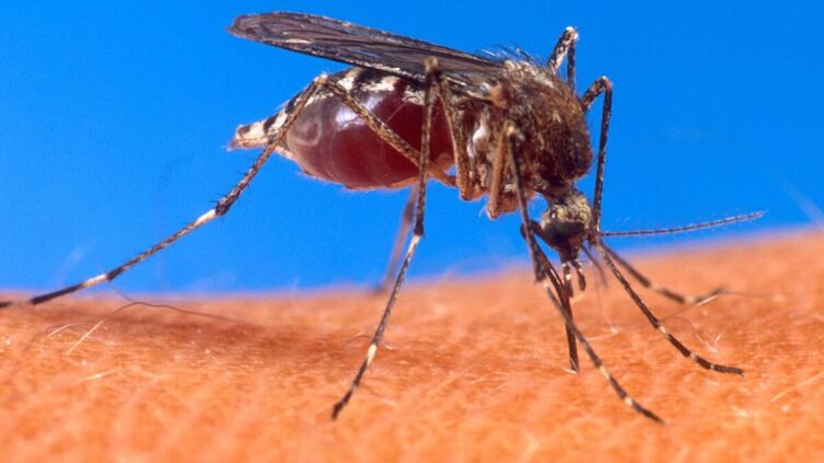 Укус комара Aedes aegypti, переносчика жёлтой лихорадки