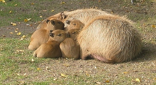 Капибара с детёнышами