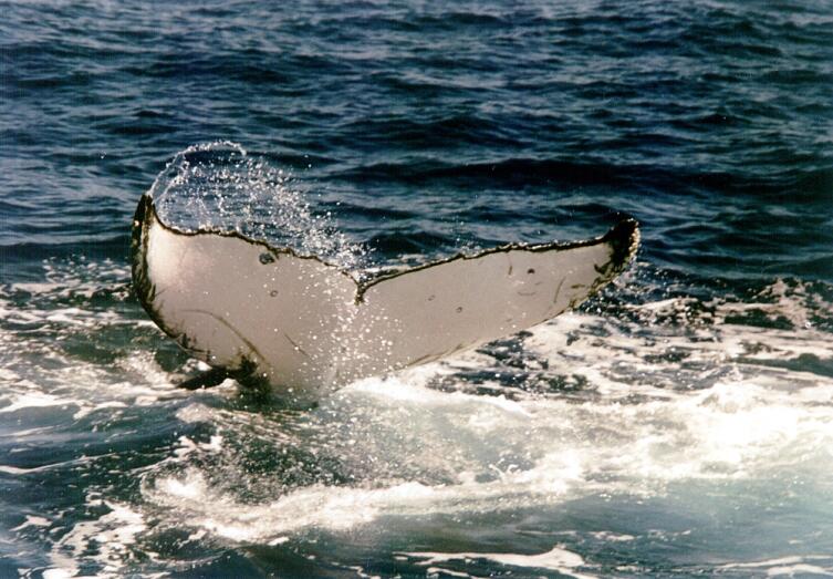 Характерный волнистый край хвостового плавника горбатого кита