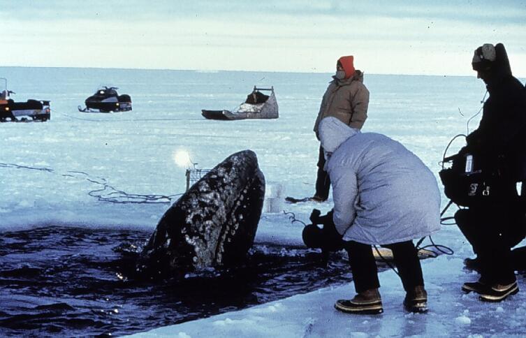 Общение молодого серого кита с людьми, 1972 г.