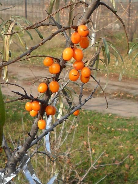 Часть облепихи оставляю несобранной