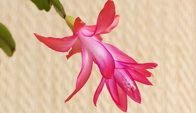 Декабрист, (Schlumbergera truncata), цветок крупным планом