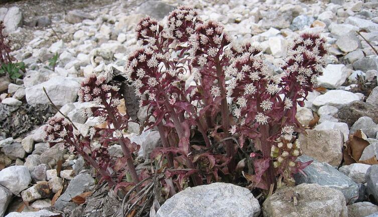 Белокопытник странный (Petasites paradoxus). Окрестности озера Траунзе (Верхняя Австрия)