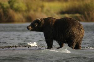 Что такое медвежий угол? Тест о медведях