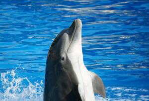 Что вы знаете о дельфинах?