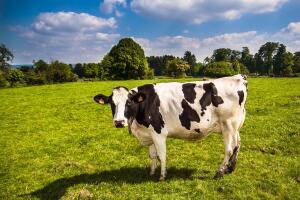 Мууу… Что вы знаете о коровах?