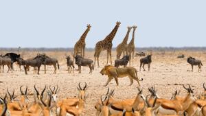 Животные Африки. Что вы о них знаете?