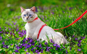 Как приучить кошку к прогулочному поводку?