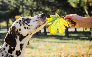 Легко ли воспитать собаку?