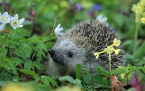 Что необычного в обычных ёжиках?