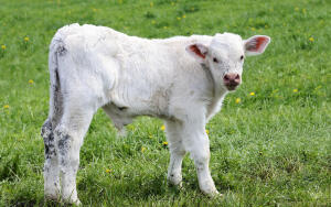 Час Быка-1. Стоит ли «быковать» с быком?