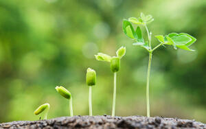 Как размножаются растения?