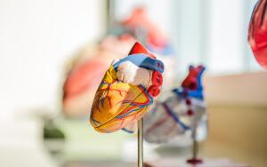 О чем может рассказать сердце человека?