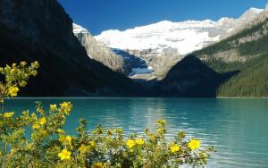 Что такое курильский чай?