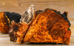 Народная медицина. Что и как лечит чага?